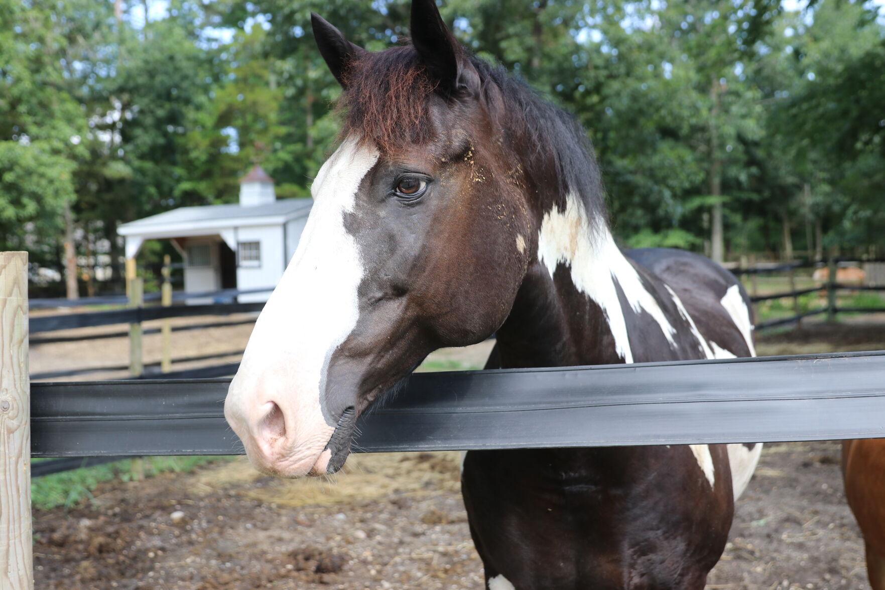 071921-pac-nws-horses